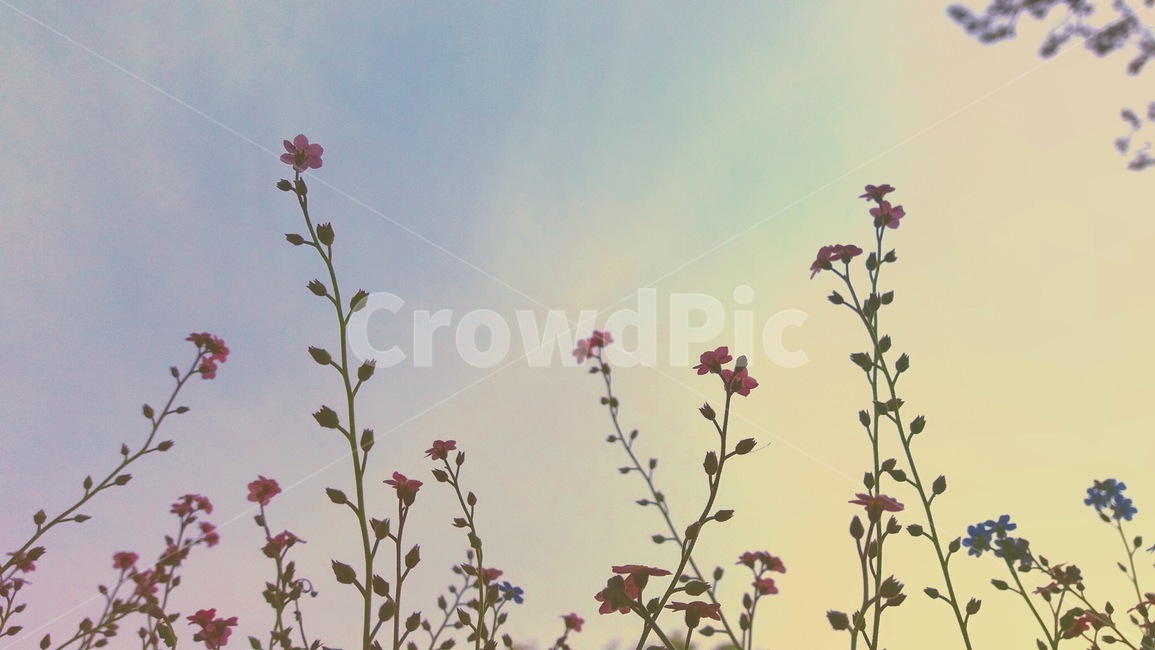 꽃,하늘,감성,자연,풍경,식물,flower,sky,emotion,nature,봄,계절,spring,season,식물,자연,plants,nature,꽃,flower,감성,sensible,feeling