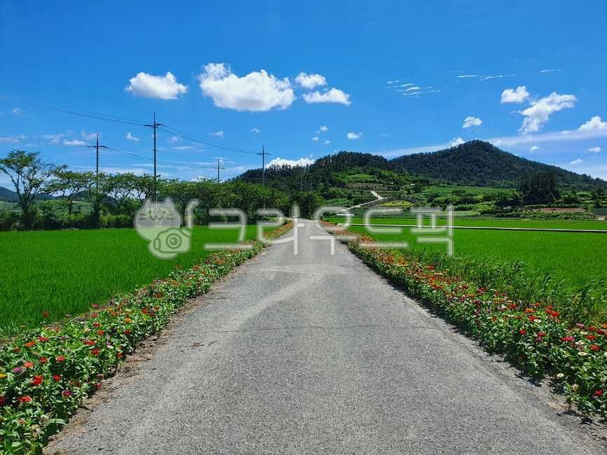 꽃길,진도지산소포리,자연,풍경,맑음,여름,flowerload