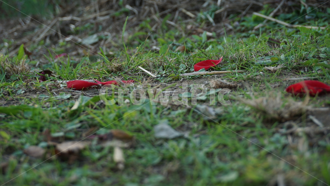 낙화,fallen,flowers,petals,꽃잎,꽃이지다,진꽃,fallenflowers,바닥,나동그라지다,장미,슬픈,쓸쓸한,고독,자연,가을,nature,ground,남겨진,차가운,식물,자연,plants,nature