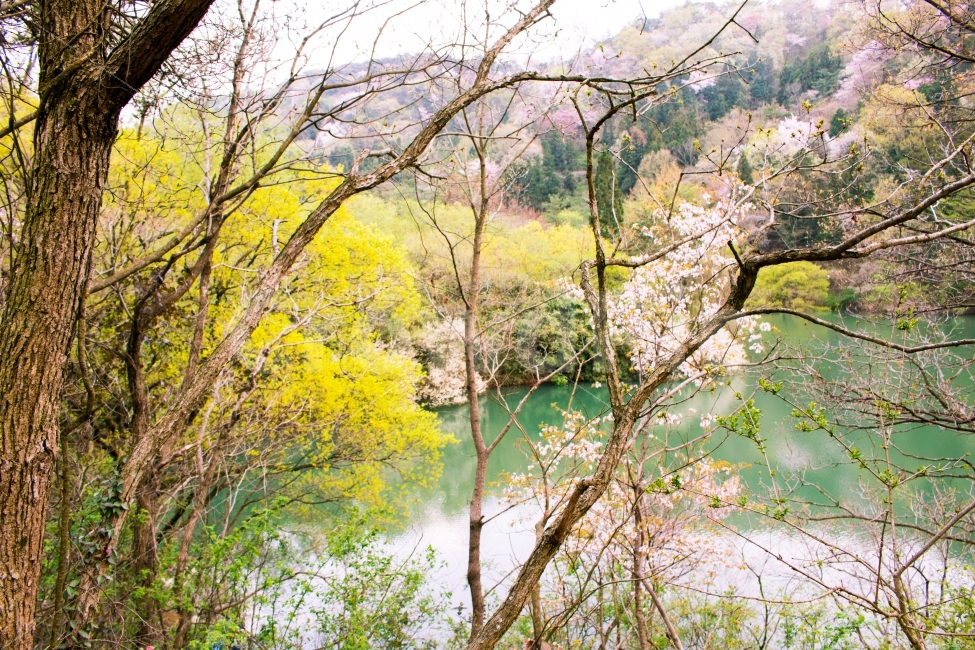 봄,벛꽃,따뜻함,저수지,화사함,자연,풍경,nature,landscape,봄,계절,spring,season,tree,나무,plant,식물,tree trunk,나무 줄기