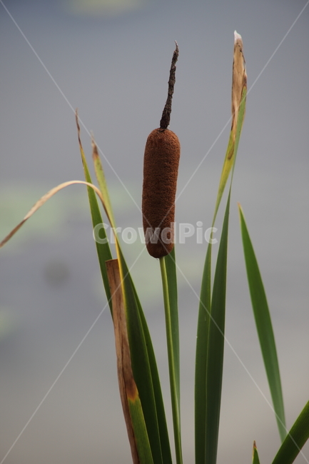 부들,감포,식물,cattail,수생식물