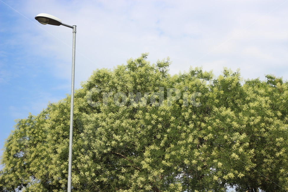 나무,전봇대,하늘,분위기,감성,색감,tree,자연