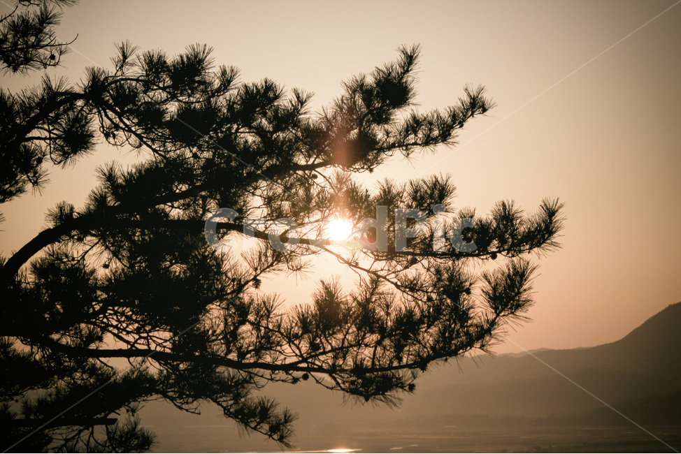 자연,풍경,숲,나무,실루엣,그림자,태양,햇빛,빛,sun,sunlight,light,shadow,silhouette,tree,forest,nature,landscape,식물,plant,식물,자연,plants,nature,나무,trees,wood,실루엣,그림자,silhouette,shadow