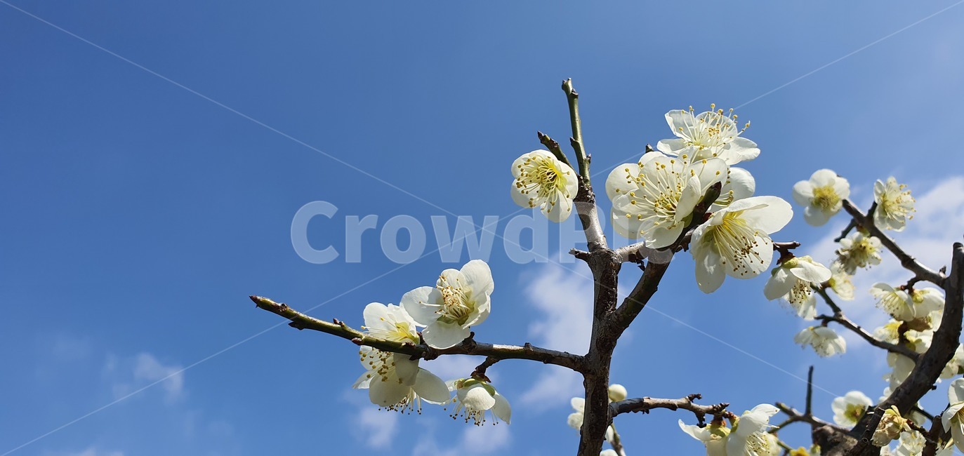 plant,식물,apricotflower,벚꽃,매화,flower,식물,자연,plants,nature,꽃,flower