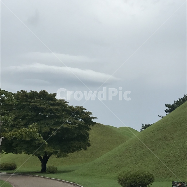경주,풍경,감성,자연,나무,자연,풍경,nature,landscape,field,들,grassland,목초지,outdoors,옥외