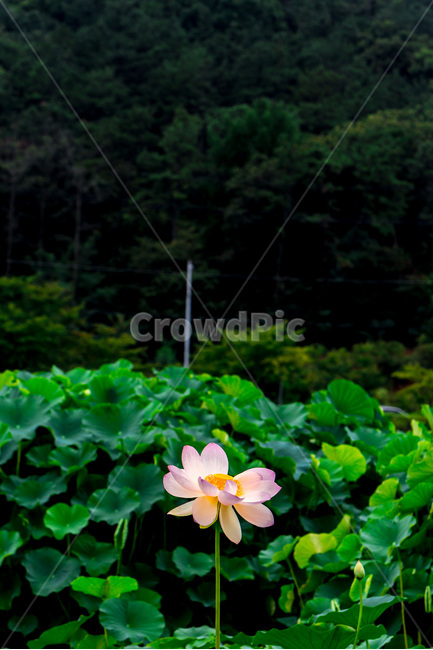 연꽃,연잎,감서,청초,습지,무늬,자연,식물,자연,plants,nature,꽃,flower