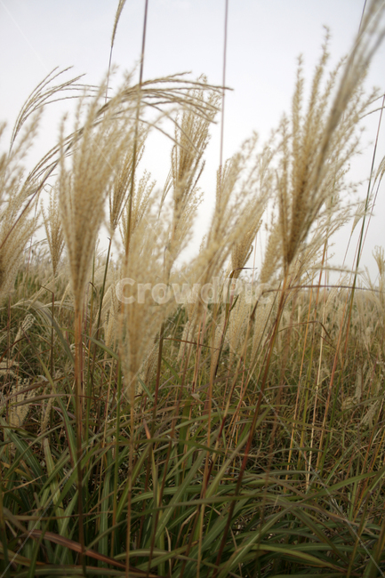 식물,억새,풀,가을,억새풀,가을,계절,fall,autumn,season,식물,자연,plants,nature,plant,grass,잔디,food,음식,vegetable,야채,grain,곡물