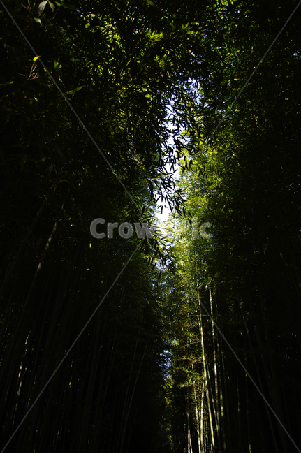 대나무,숲,빛,나무,초록,자연,풍경,nature,landscape,plant,식물