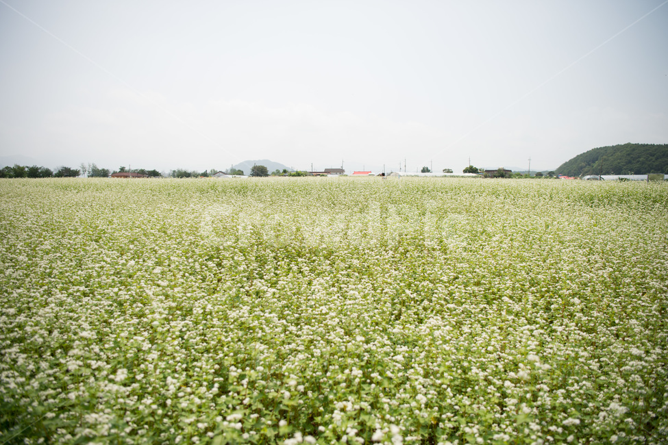 메밀밭,메밀,초록,봄,메밀꽃,식물,자연,plants,nature,꽃,flower