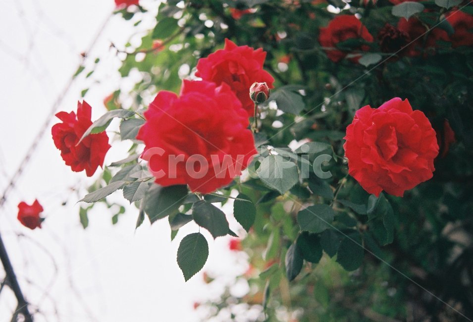 꽃,장미,장미꽃,빨강,빨간꽃,레드,감성사진,red,rose,redrose