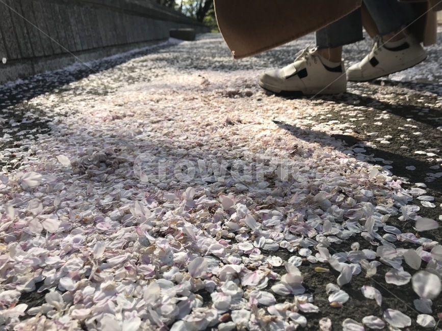 꽃,벚꽃,봄,분홍,계절,spring,풍경,식물,자연,배경화면,나무,야외,flower,nature,pink,감성,신발,꽃잎,봄,계절,spring,season