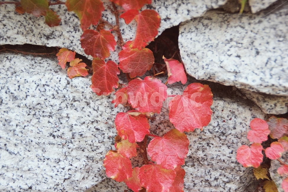 fall photos,Atmosphere photo,ivy,Emotional photo,stone,grey,spring,red,photograph,balance,hobbies,stonewall,autumn,Wallpapers,wall,snapshot,walk,Maple,spare