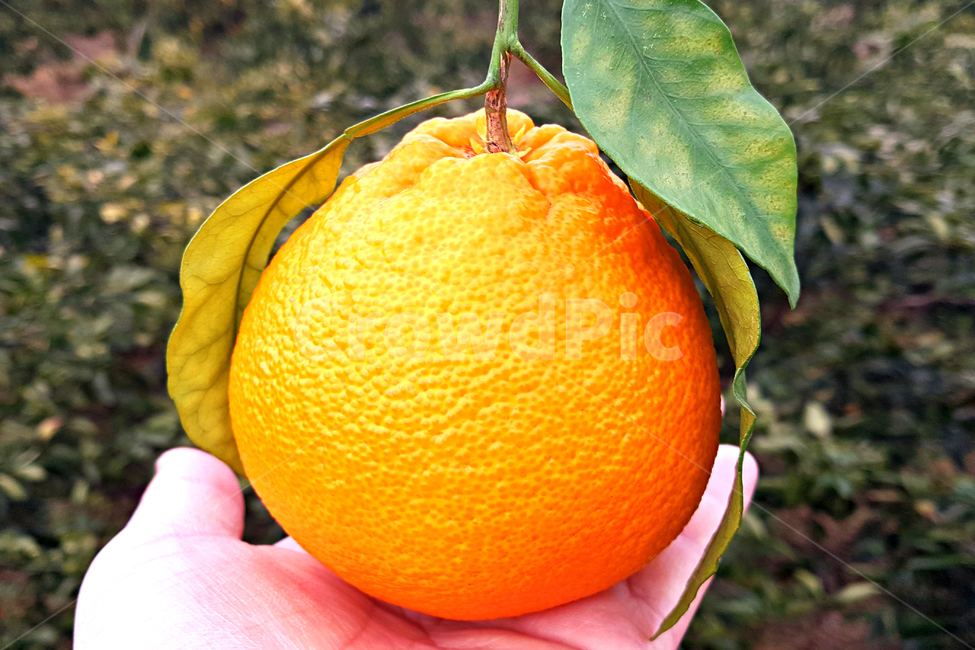 한라봉,감귤류과일,fruit,과일,orange,주황색,food,plant,식물