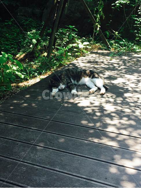 고양이,길고양이,낮잠,귀여운,나른한,동물,animal,포유류,mammal,고양이,cat,kitten,kitty