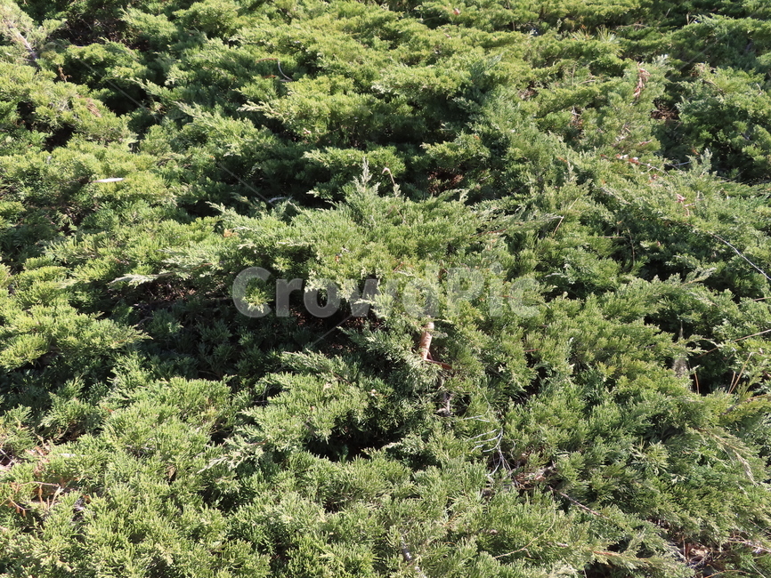 패턴,풀잎,봄,햇살,사계절,식물,잎파리,잎새,덤불,초록색,내츄럴,pattern,grass,spring,sunny,seasons,flora,leafy,leaf,bush,green,natural,식물,자연,plants,nature