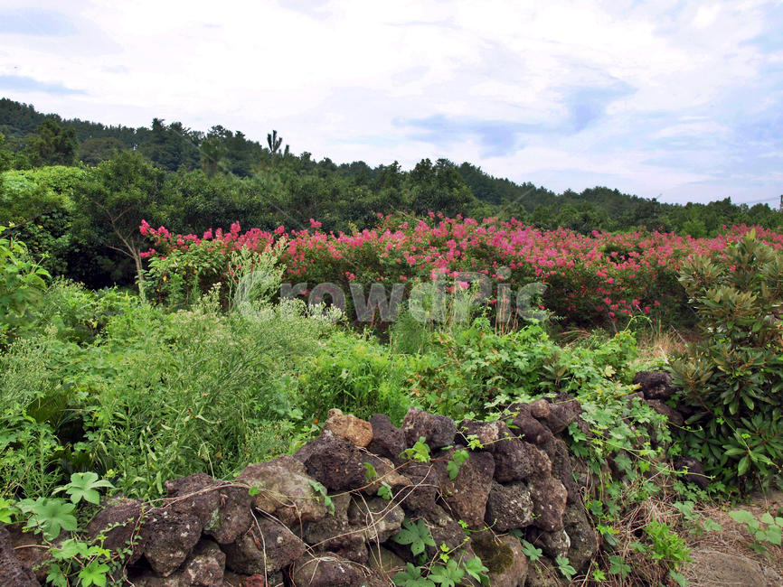저지마을,제주,올레14코스,올레길,돌담,자연,자연,풍경,nature,landscape,vegetation,초목,plant,식물