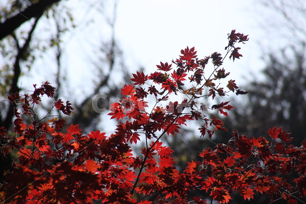 단풍,잎,가을,redleaves,leaf,단풍나무,가을,계절,fall,autumn,season,plant,식물,tree,나무