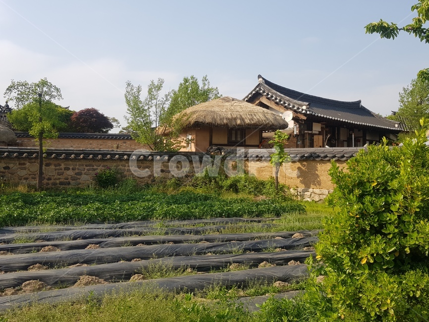 안동,하회마을,초가집,기와집,밭,시골,한국문화,한국전통,oudoor,nature,koreanculture,koreantraditional,시골,마을,풍경,landscape,country,rural,town,한국전통,한국문화,korean traditional,korean culture