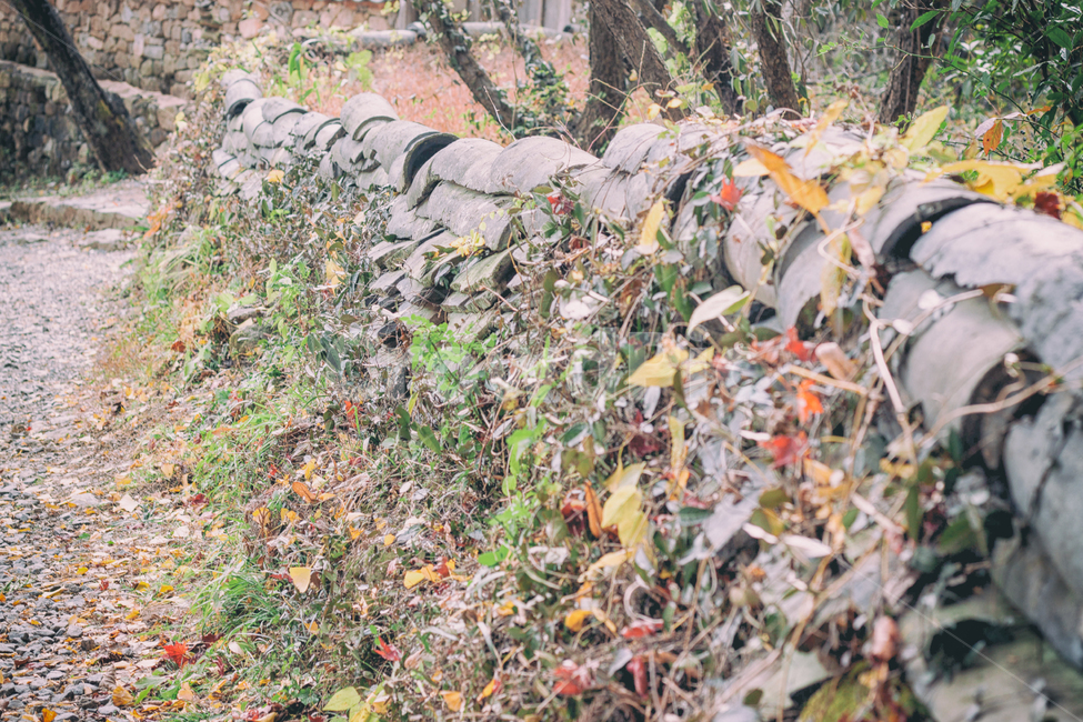 가을,담,담벼락,식물,계절,낙옆,햇빛,fall,autumn,wall,plant,자연,풍경,nature,landscape,seasons,가을,계절,fall,autumn,season
