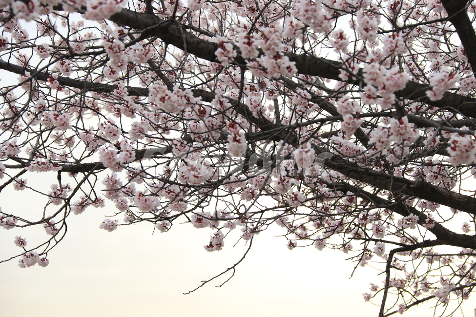 식묵,여의도축제,plant,flower,cherryblossom,blossom,꽃,벚꽃,식물,자연,봄,식물,자연,plants,nature,꽃,flower
