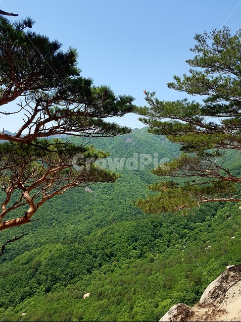 소나무,설악산,산맥,나무,산,속초,초록,식물,자연,자연경관,자연,풍경,nature,landscape,식물,plants,나무,trees,wood,tree,plant,fir,전나무