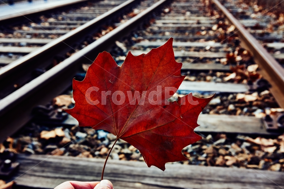 감성,나뭇잎,철길,기차,railway,emotional,leaf,fallenleaf,train,rail,railroad,가을,계절,fall,autumn,season,식물,자연,plants,nature,plant,잎,tree,나무