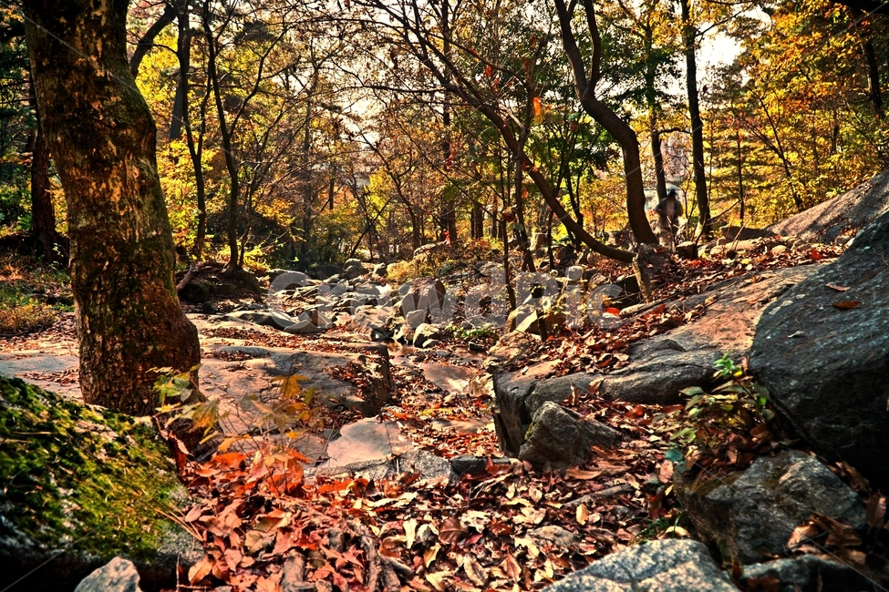 계곡,무지랭이계곡,경기도,경기북부,의정부,자연,가을,autumn,fall,11월,낙엽,물,water,나무,바위,돌,암석,tree,nature,rock,valley,한국,한국자연,korea,november,leaves,가을,계절,fall,autumn,season,자연,풍경,nature,landscape,plant,식물,leaf,잎,ground,바닥,tree trunk,나무 줄기