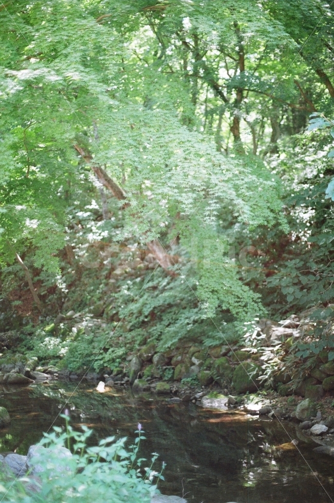 필름사진,미놀타X700,햇살아래,푸르름,숲속,자연,풍경,nature,landscape,outdoors,옥외,water,물,tree,나무,plant,식물