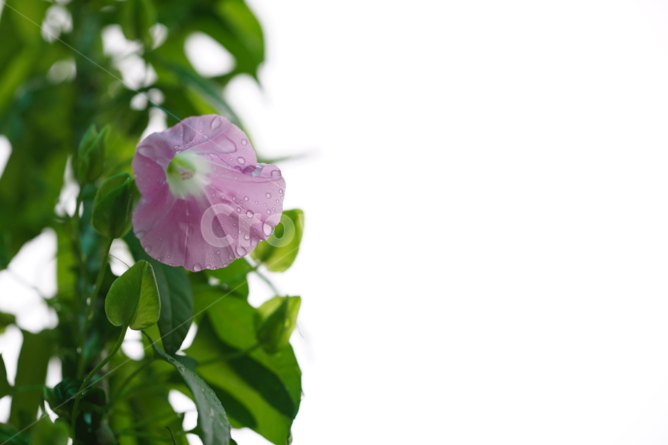 꽃,플라워,물,물방울,이슬,비,자연,생명,flower,컬러,색감,핑크,그린,녹색,접사,꽃사진,식물,자연,plants,nature,꽃,flower