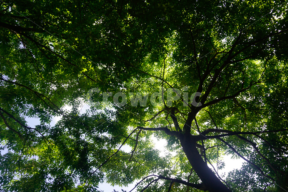 숲,숲속,나뭇잎,햇살,녹음,햇빛,나뭇가지,식물,자연,plants,nature,나무,trees,wood
