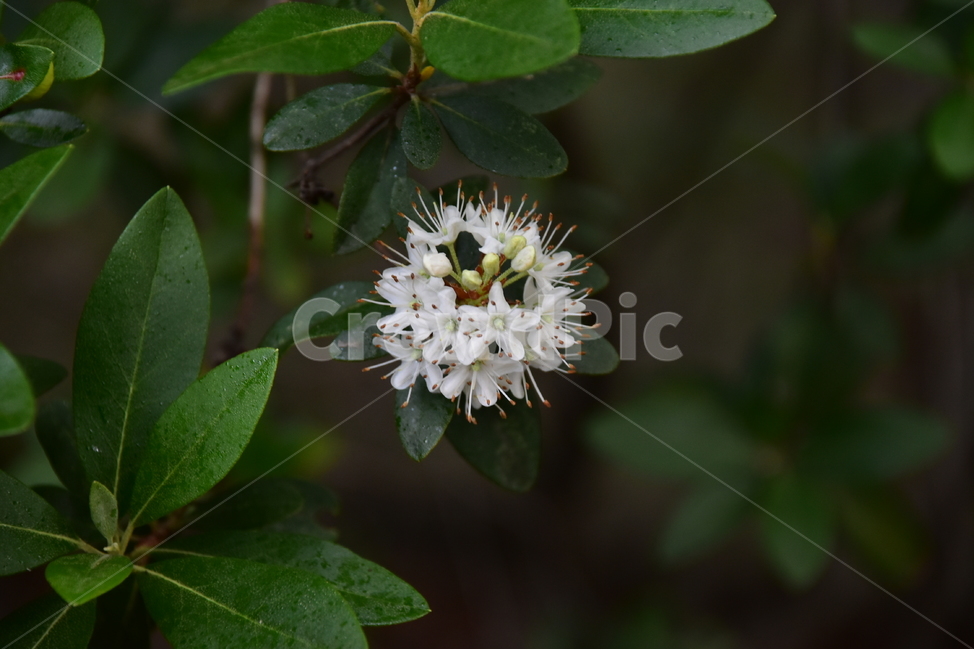 꼬리진달래,야생화,생태,식물,자연,꽃,힐링,플라워,wildflower,flower,plants,nature,season,감성,느낌,emotion,feeling,진달래과,진달래속,목본,식물,자연,plants,nature,꽃,flower
