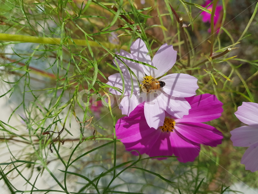 가을,코스모스,벌,자연,cosmos,꽃,가을,계절,fall,autumn,season,식물,자연,plants,nature,꽃,flower,plant