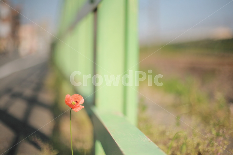 양귀비,양귀비꽃,관상용양귀비,빨간꽃,들꽃,꽃,식물,자연,plants,nature,꽃,flower