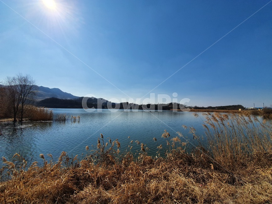 자연,저수지,풍경,햇빛,nature,갈대,식물