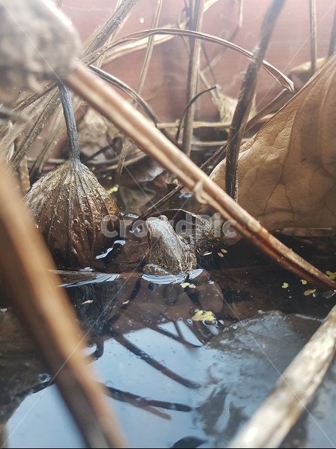 연꽃,겨울,개구리,갈색,수련,파충류,양서류,reptile,amphibian