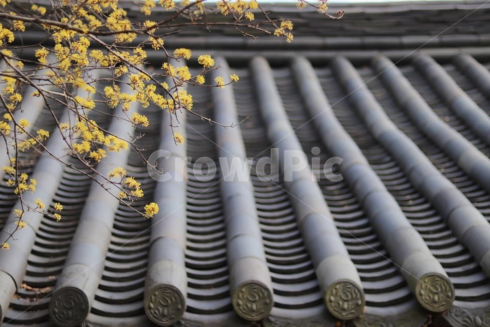 기와,산수유꽃,꽃,봄,spring,blossom,flower,봄,계절,spring,season,한국전통,한국문화,korean traditional,korean culture,건축물,건물외관,exterior,building,structure,architecture,construction