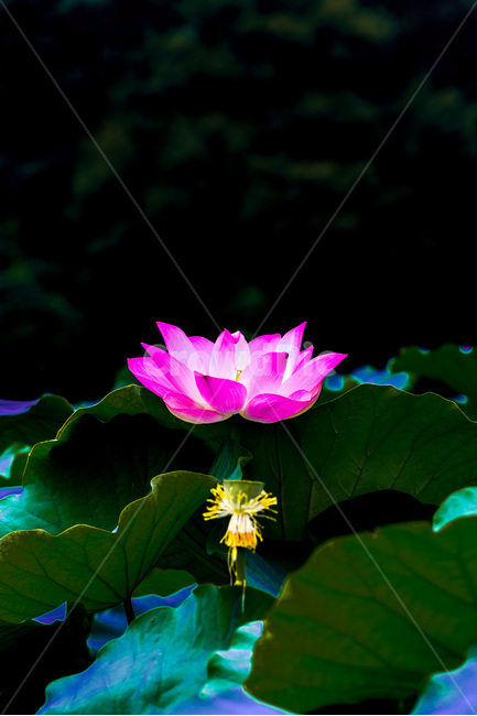 연꽃,연잎,자연,낙화,연밥,식물,자연,plants,nature,꽃,flower