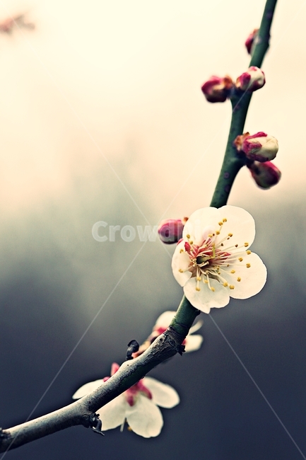 매화,매화꽃,꽃,매화나무,자연,배경,자연,풍경,nature,landscape,식물,plants,꽃,flower,나무,trees,wood,plant