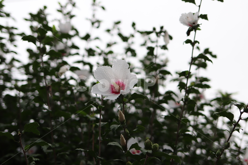 무궁화,국화,꽃,flower,plant,식물,blossom,roseofsharon,green,초록,가지,잎,빨강,재배,화단,정원,꽃잎
