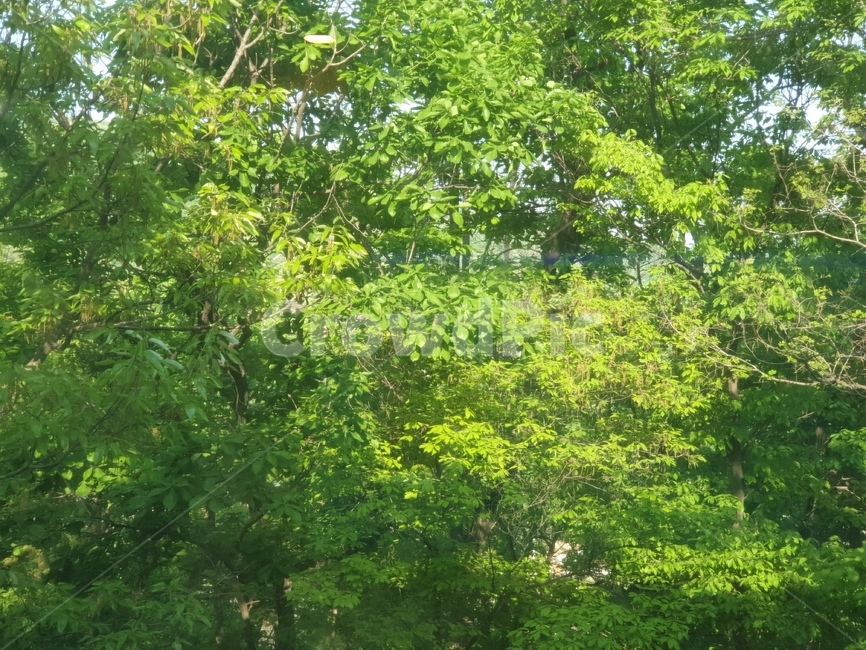 자연,풀,무성한풀,무성한나무,무성한잎,나무,숲