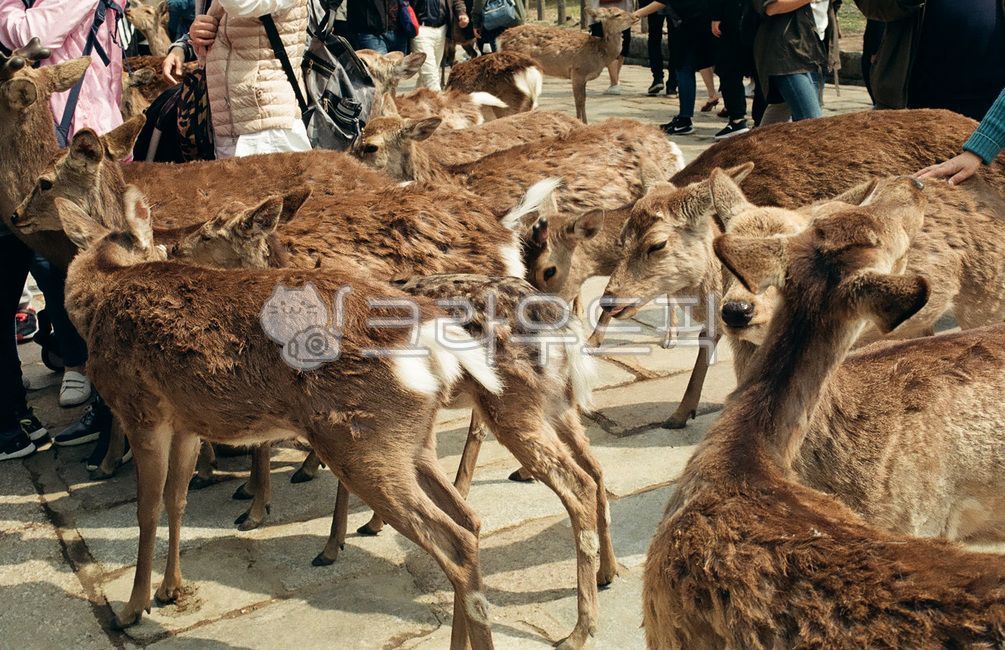 deer,Japanese Deer Park,deer park,Nara Deer Park,dear