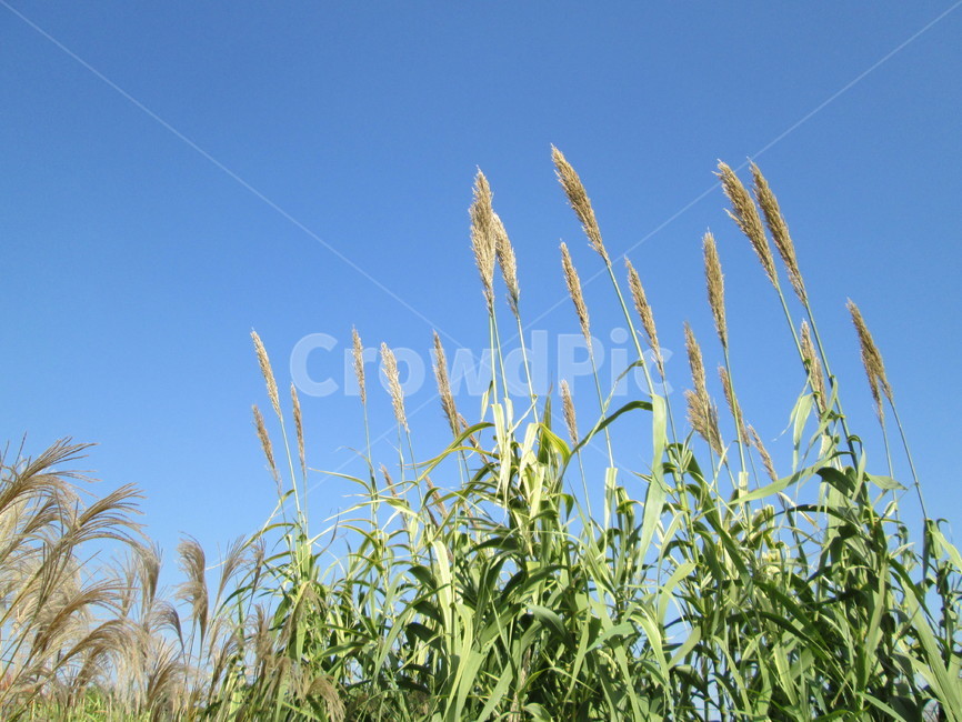 갈대,쑥대,갈대숲,늪지,풍경,쑥대밭,순천만,순천늪지대,가을풍경