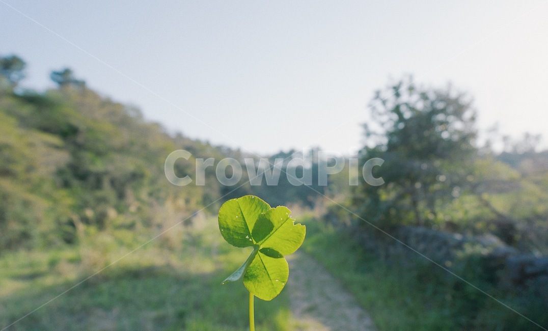 네잎클로버,행운,감성사진,봄,식물,초록,산,식물,자연,plants,nature
