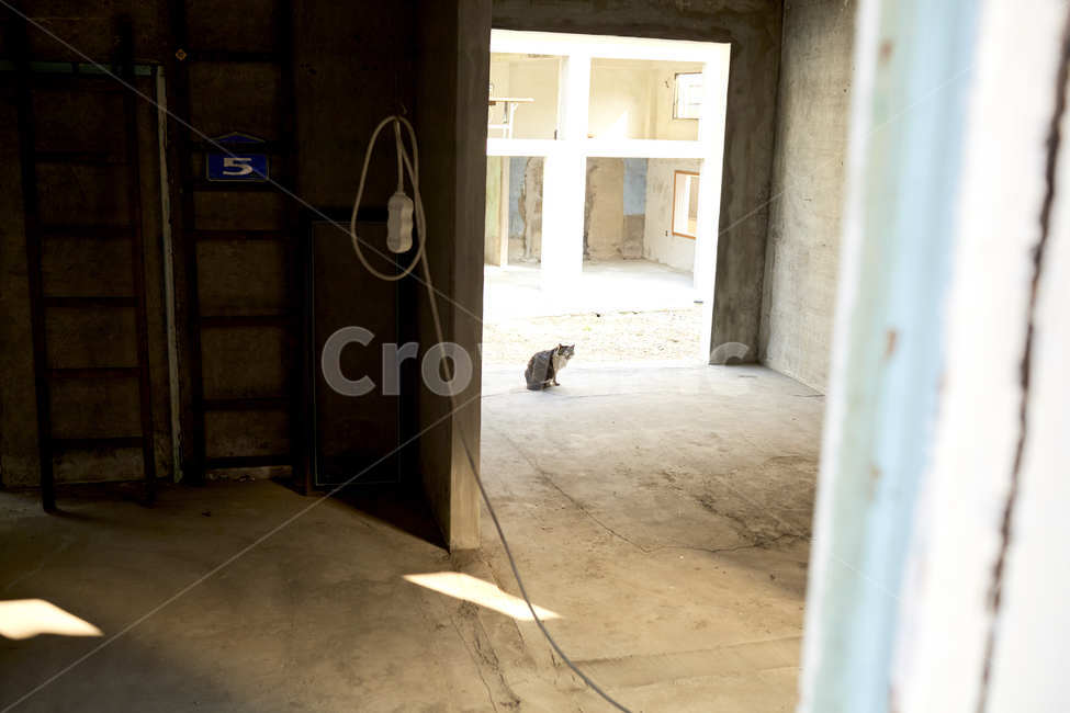 고양이,빈집,폐가,비어있는집,휴식,동물,animal,포유류,mammal,고양이,cat,kitten,kitty