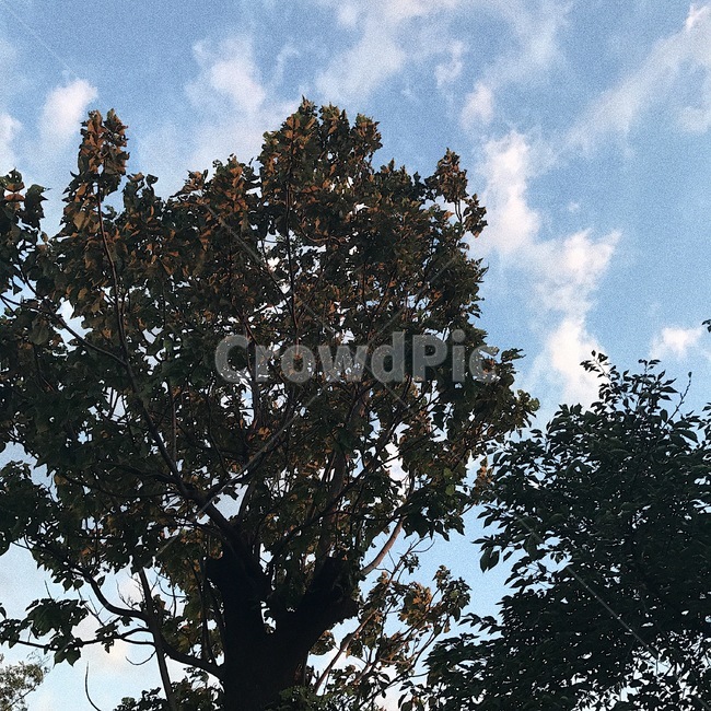 자연,나무,하늘,나무와하늘,선유도공원,식물,자연,plants,nature,나무,trees,wood