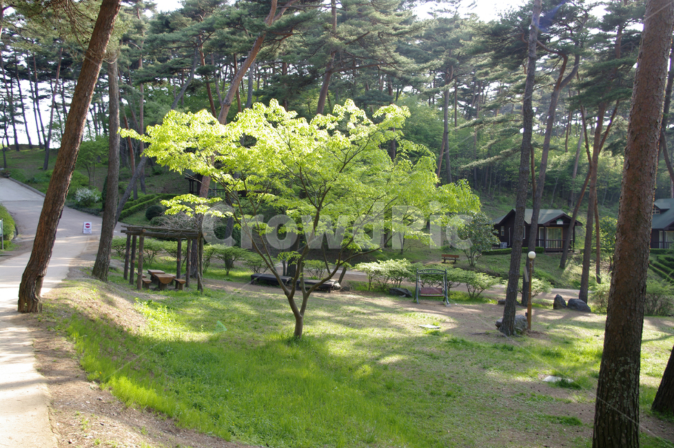 수목원,나무,식물,초록,숲,자연,풍경,nature,landscape,outdoors,옥외,garden,정원