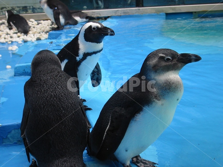 동물원,펭귄,물,수영장,동물,새,포유류,푸른,파란,동물,animal,포유류,mammal