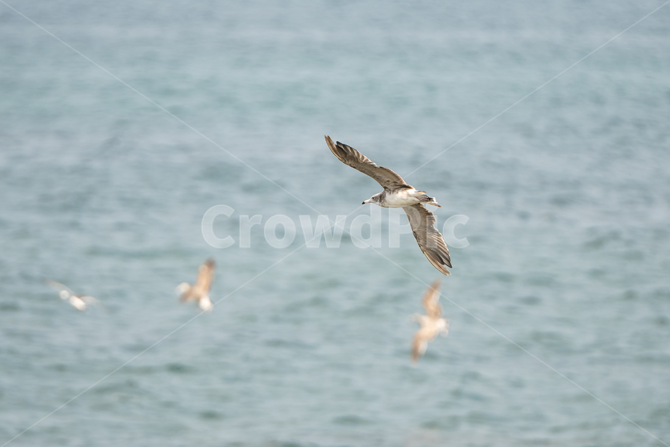 갈매기,조류,새,자연,bird,nature