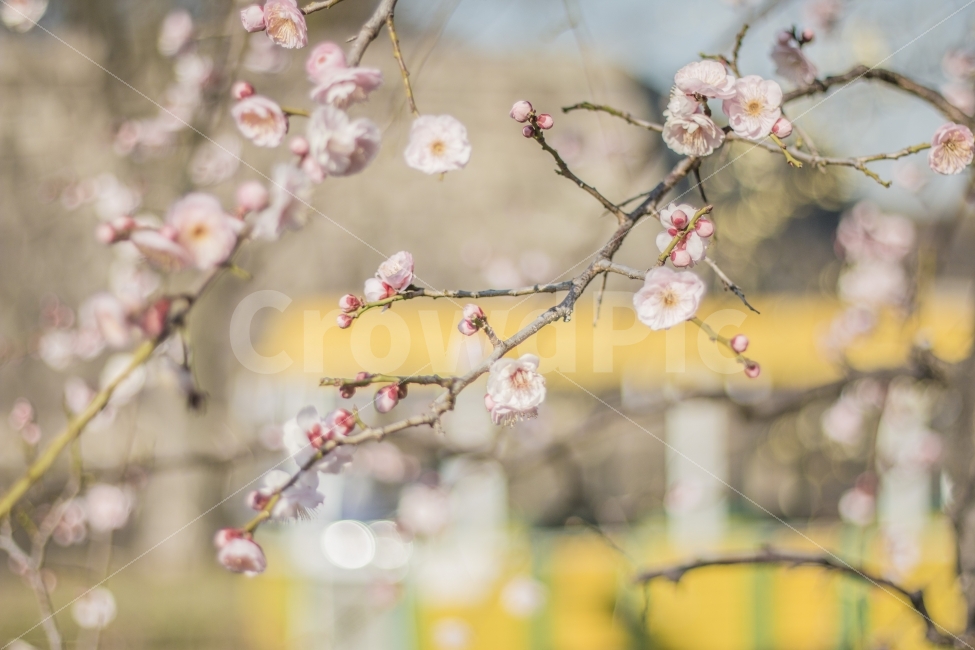 꽃,노랑,버스,봄,노랑버스,식물,자연,plants,nature,감성,sensible,feeling,봄,계절,spring,season,꽃,flower,plant,blossom