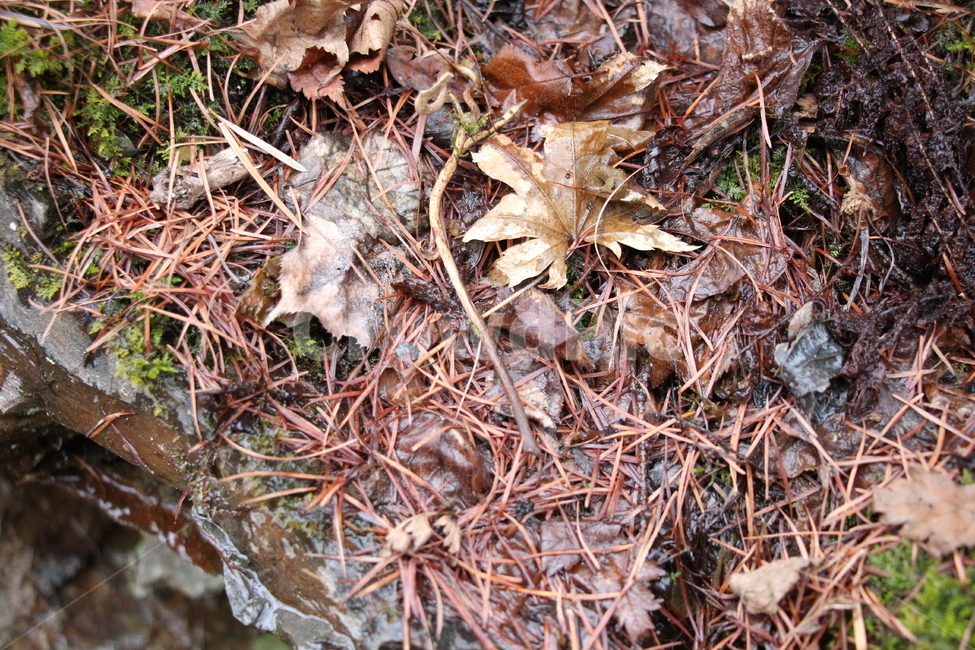 나무,물줄기,자연,낙엽,나무줄기,바위틈,편안함,시원함,식물,자연,plants,nature